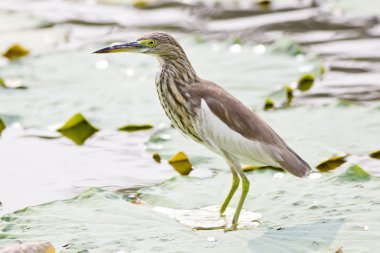 Çin pond heron