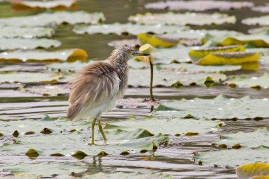 Çin pond heron