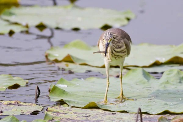 Garza de estanque china — Foto de Stock