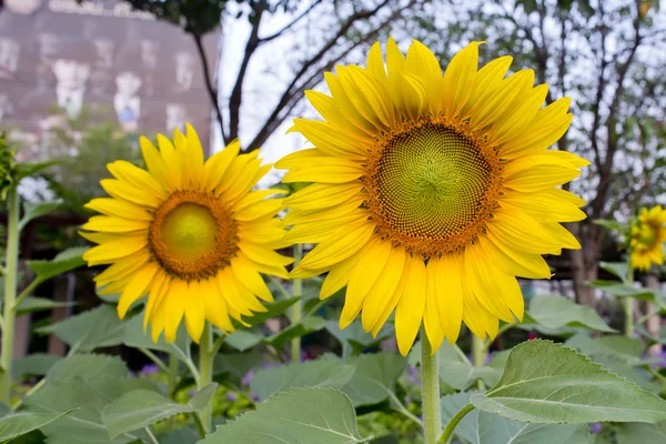 Tournesols en fleurs — Photo