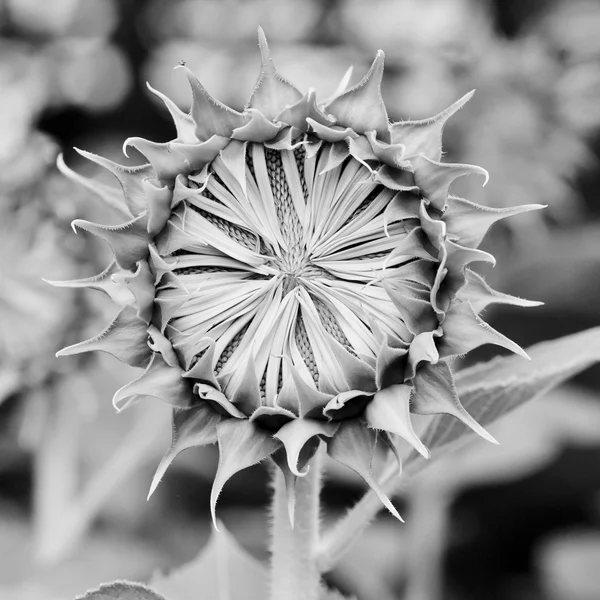 Girasoles florecientes — Foto de Stock