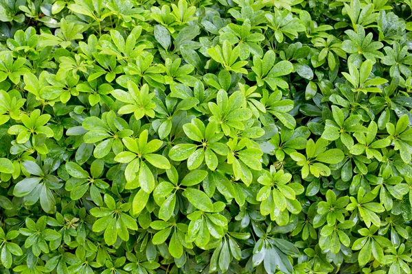 yaprak yeşil arka plan