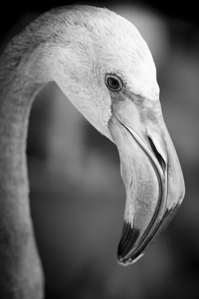 Closeup of a flamingo face - black and white — Stock Photo, Image