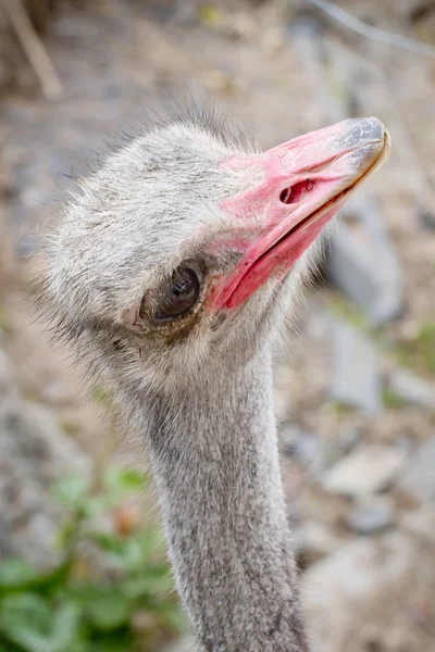 Ostrich head closeup - top view — Stock Photo, Image