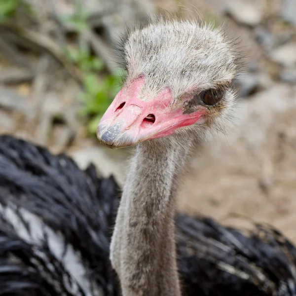 Ostrich head closeup - top view — Stock Photo, Image