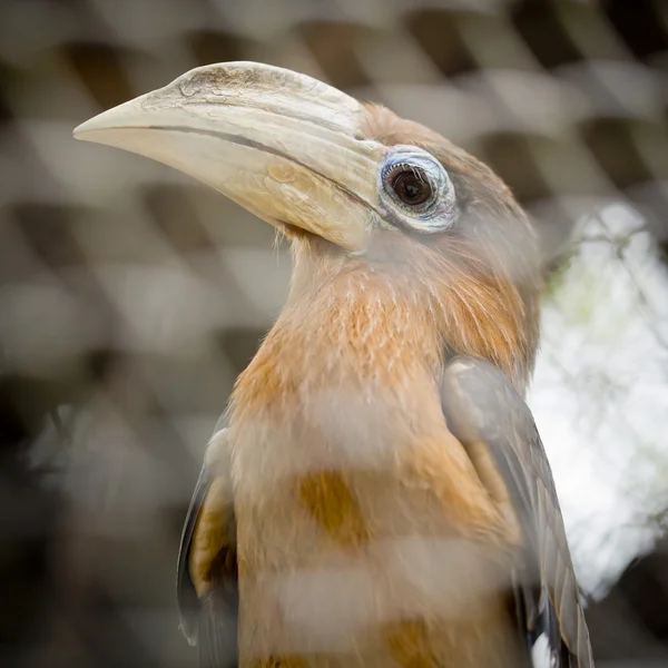 Brązowy hornbill, Rusty policzki Dzioborożec (Anorrhinus tickelli) — Zdjęcie stockowe