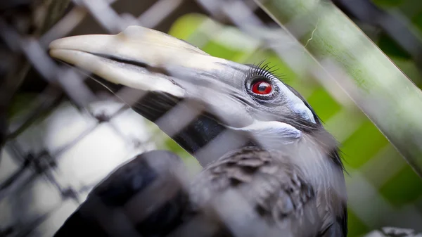 Bushy-Crested Hornbill, closeup in the zoo — Stock Photo, Image