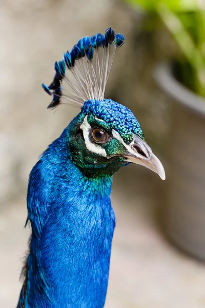 Close Up of beautiful Head  peacock — Stock Photo, Image