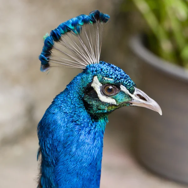 Close Up of beautiful Head  peacock — Stock Photo, Image