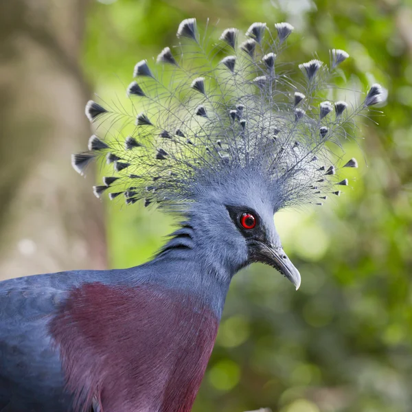 维多利亚加冕鸽 (Goura 维多利亚) 关闭 — 图库照片