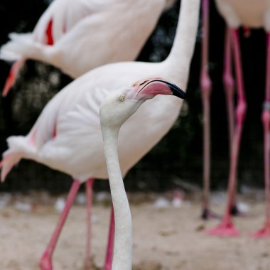 Flamingo bir yüz closeup