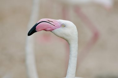 Flamingo bir yüz closeup