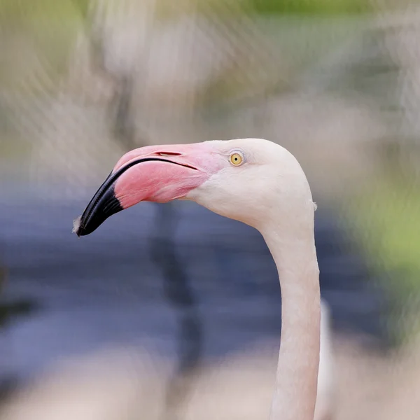 Closeup of a flamingo face — Stock Photo, Image