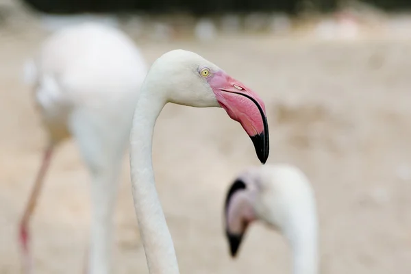 Közelkép a flamingó arc — Stock Fotó