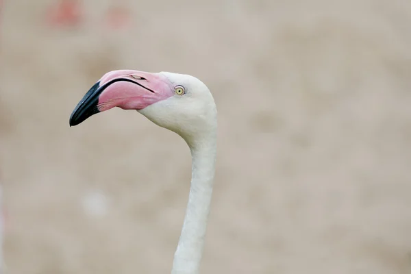 Closeup of a flamingo face — Stock Photo, Image