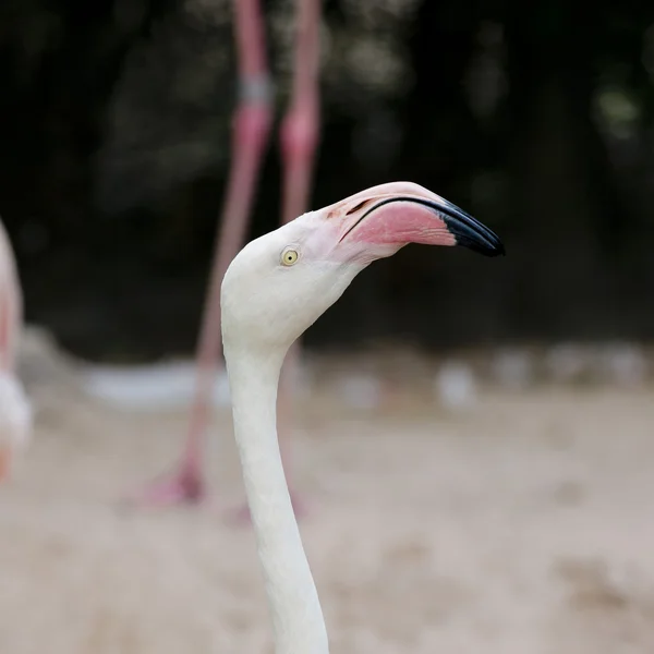 Closeup of a flamingo face — Stock Photo, Image