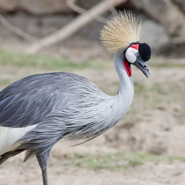 Grey Crowned Crane — Stock Photo, Image