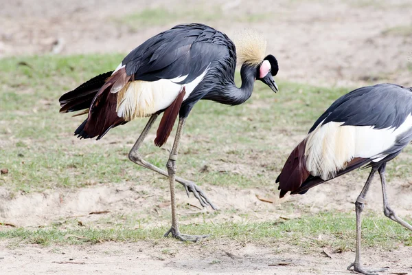 Grey Crowned Crane — Stock Photo, Image