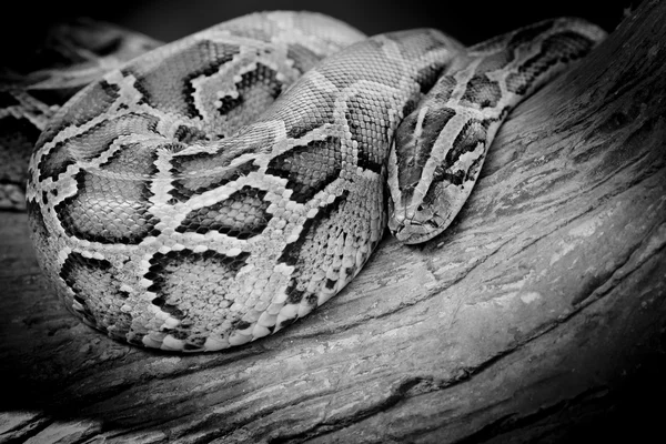 Fotografie de aproape a pitonului birmanez (Python molurus bivittatus) iso — Fotografie, imagine de stoc