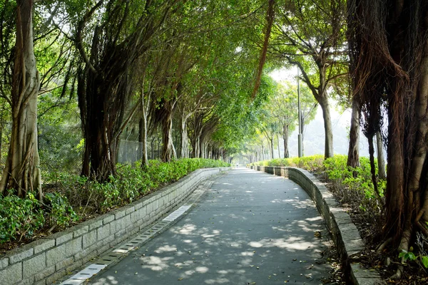 Camino a través del parque — Foto de Stock