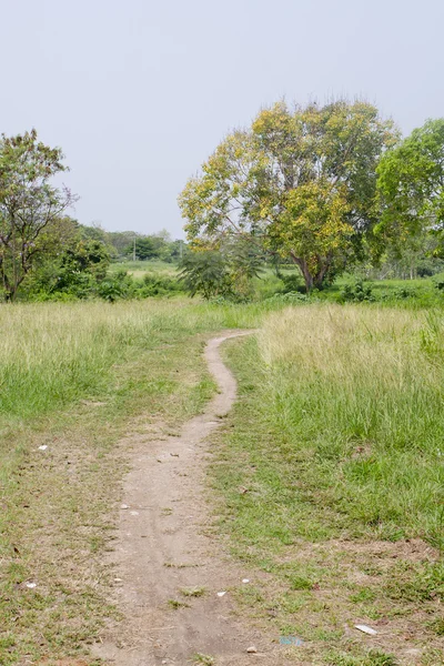 Trail doorsnijdt dichte grassen — Stockfoto