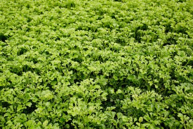 Sebze alanının arka plan