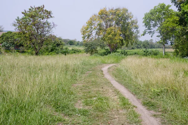 Trail passing through dense grasses — Stock Photo, Image