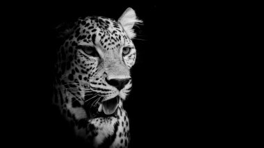 leopar portre