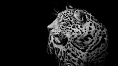 Jaguar portre kadar kapatın