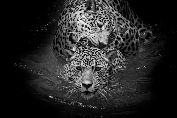 Jaguar-Porträt aus nächster Nähe — Stockfoto
