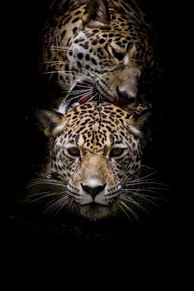 Close up Jaguar Portrait — Stock Photo, Image