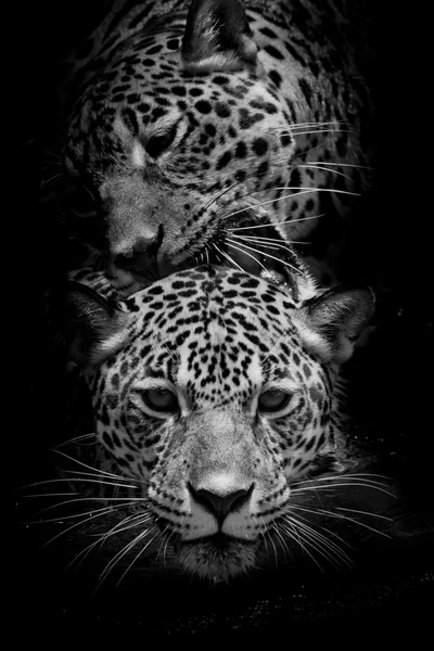 Gros plan Portrait de Jaguar — Photo