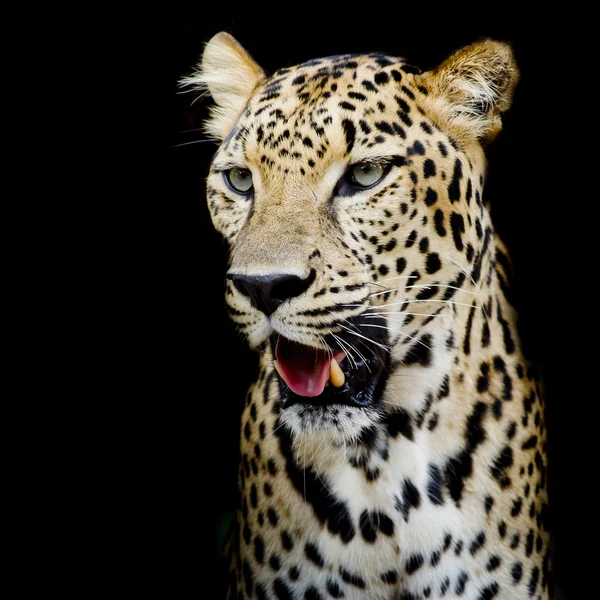 Retrato de leopardo — Fotografia de Stock