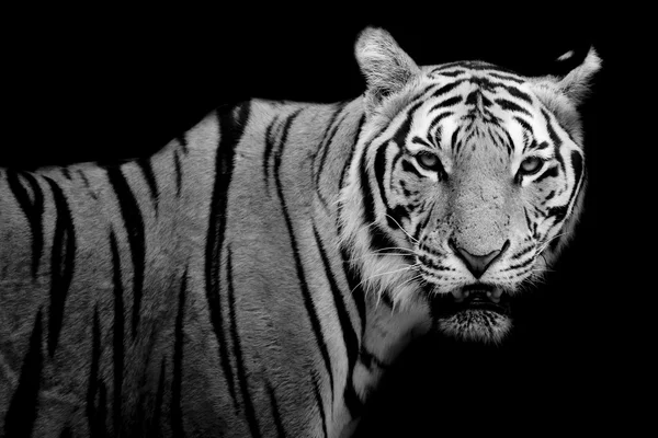 Tigre, retrato de um tigre de bengala . — Fotografia de Stock