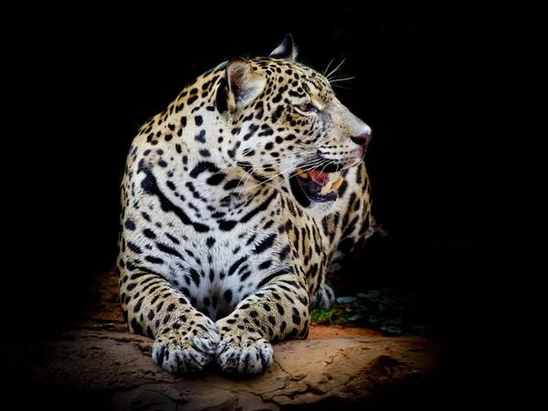 Jaguar portre kadar kapatın