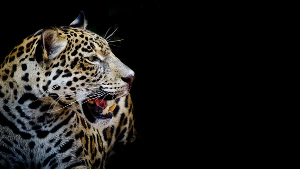 Close up Jaguar Retrato — Fotografia de Stock