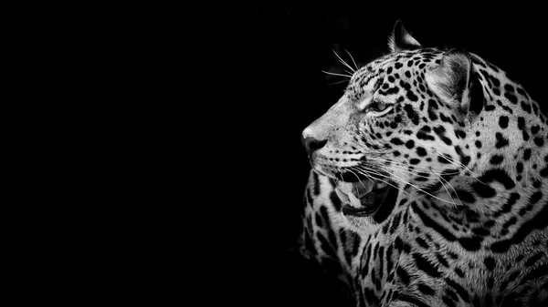Bliska Jaguar portret — Zdjęcie stockowe
