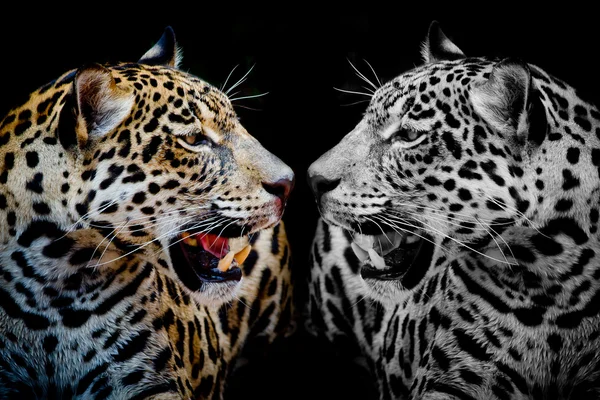 Jaguar portre kadar kapatın