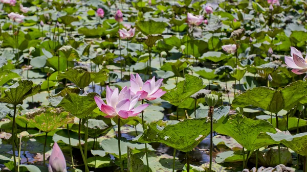 花粉红色水芙蓉。粉红色的水百合. — 图库照片