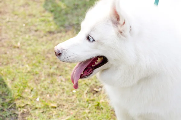 Lindo perrito husky siberiano —  Fotos de Stock