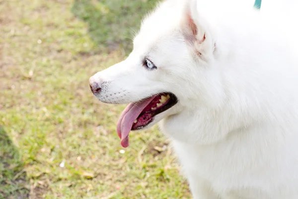 Cute little siberian husky puppy — Stock Photo, Image