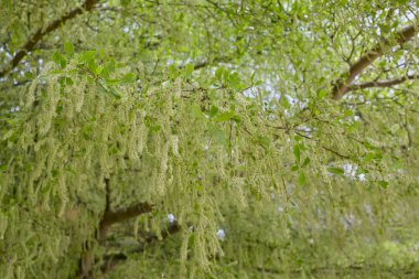 yeşil yaprak deseni arkaplanı