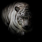 Bílý tygr izolovaných na černém pozadí