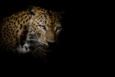Leopar portre siyah arka plan üzerine izole