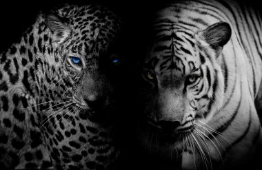 Black & White Leopard with blue eyes & Tiger isolate black backg
