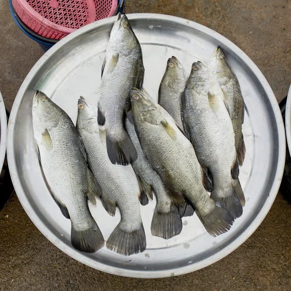 Свежие рыбы на рыбном рынке — стоковое фото