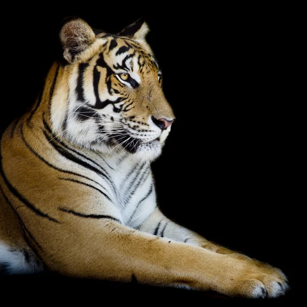 Красивый тигр - изолирован на черном фоне — стоковое фото