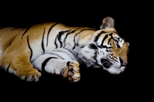 Tigre sono de um lado isolado em fundo preto — Fotografia de Stock