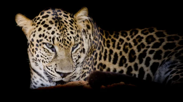 Retrato de leopardo isolado sobre fundo preto — Fotografia de Stock