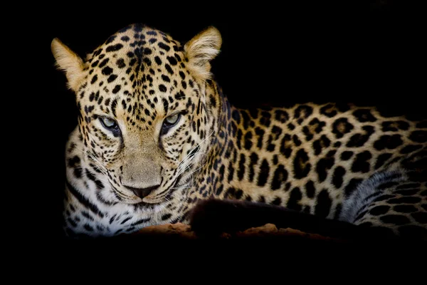Leopardo ritratto isolato su sfondo nero — Foto Stock